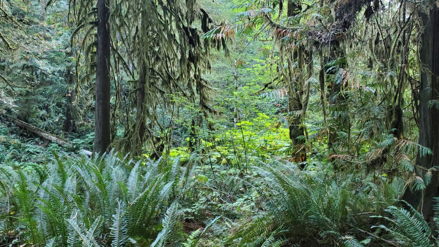 Olympic NP 